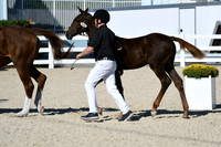 HSM_4426