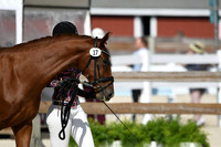 17      Damons Doree Clone 1