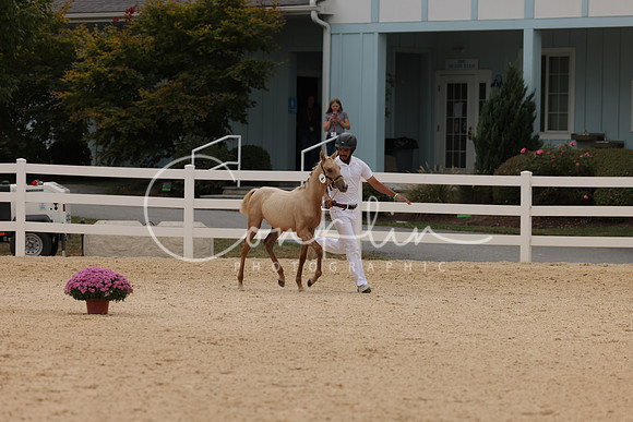 HLK_1097