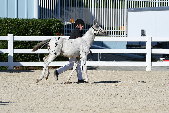 HSM_4441