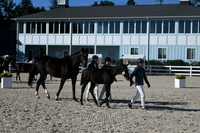 HSM_5941