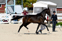 HSM_5046-1