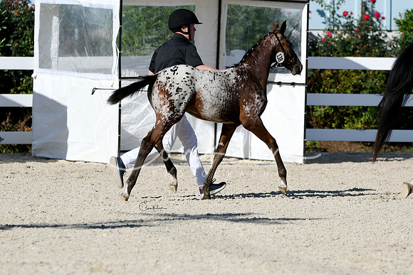 HSM_4383-1