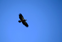 C83G6848 copy