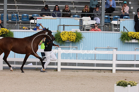 IMG_9521