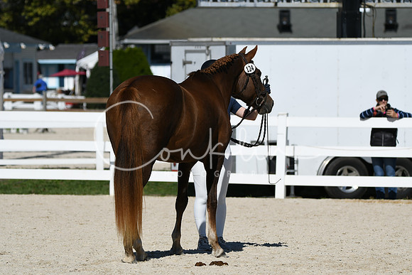 HSM_4619