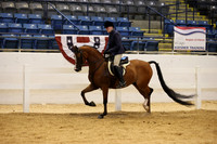 CLASS 230 ARABIAN HUNTER PLEASURE OPEN
