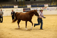 CLASS VRH RANCH CONFORMATION 3 +