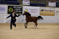 626 NORTHSTARS LUCIANA