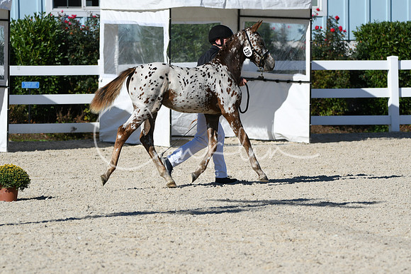 HSM_4468