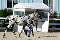 HSM_4396