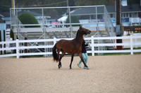 BW184146
