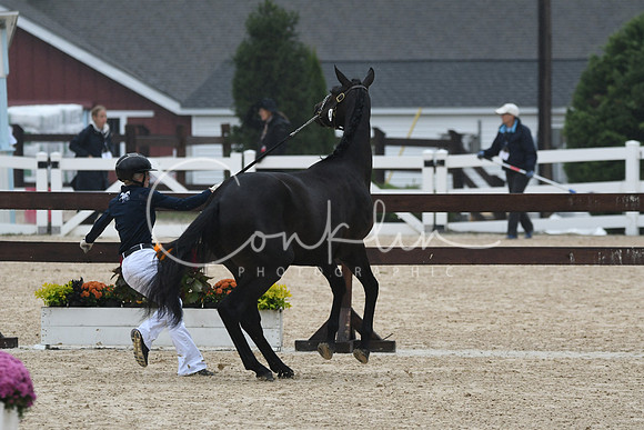 HSM_6597