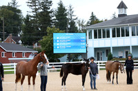 146 Half Arabian-photos
