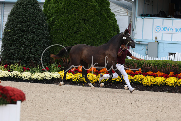 1H5A5341