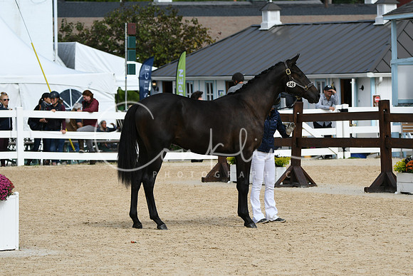 HSM_8242