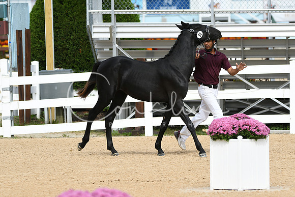 HSM_8179