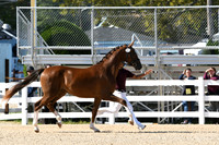 HSM_9082