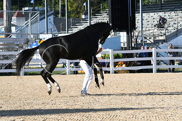 HSM_9513