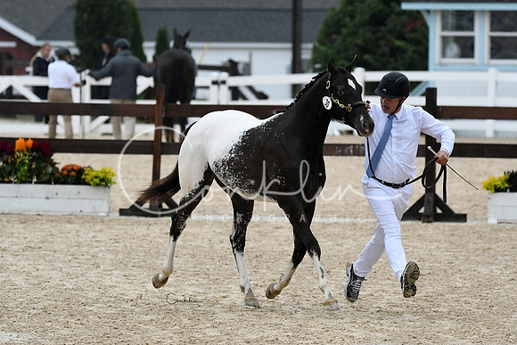 HSM_6864-1