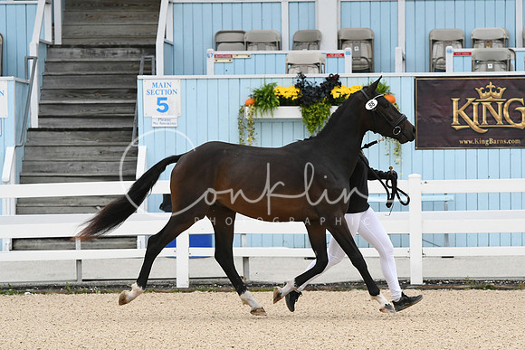 HSM_0383