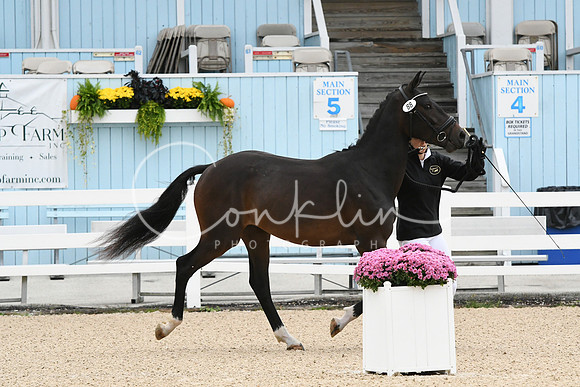 HSM_0385