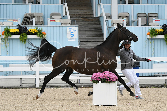HSM_0736