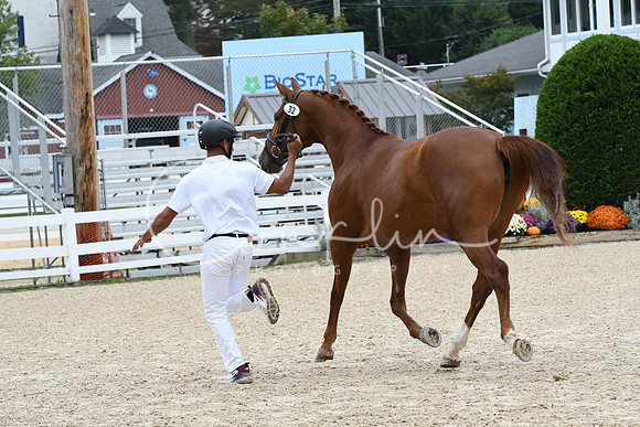 HSM_0936