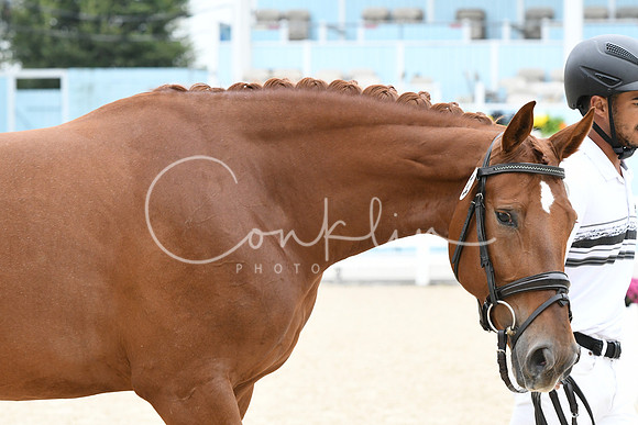 HSM_0938