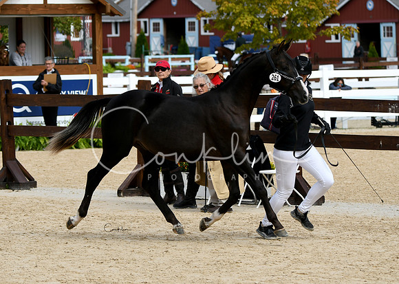 HSM_8336-1
