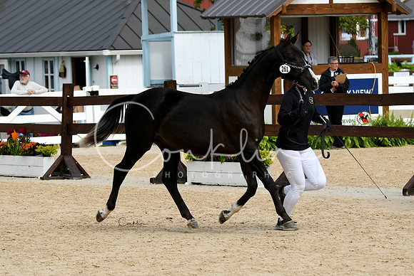 HSM_8334-1