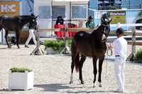 IMG_8866