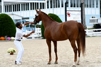 HSM_0913-1
