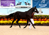 24      Iron Callista TR