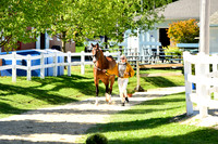 _MDS3754