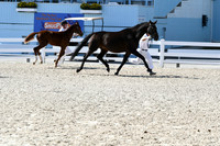 HSM_6386