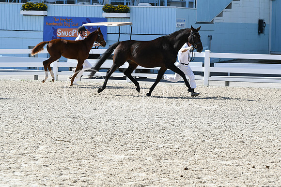HSM_6386