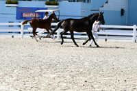 HSM_6387