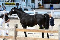 HSM_6568