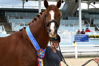 HSM_6704