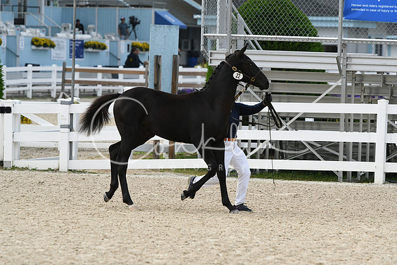HSM_2586