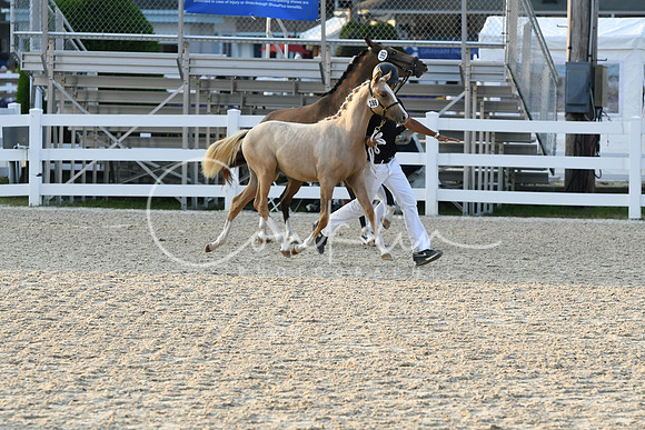 HSM_2765
