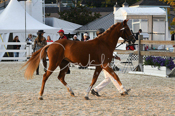 HSM_2831