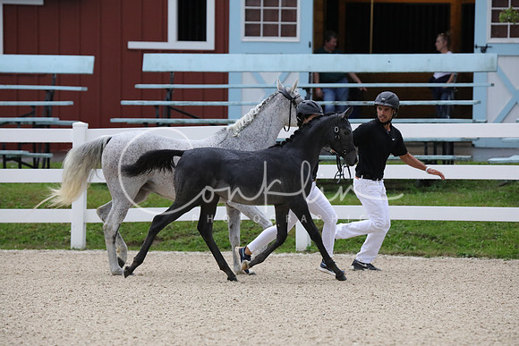 795A0052