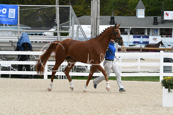 HSM_0554