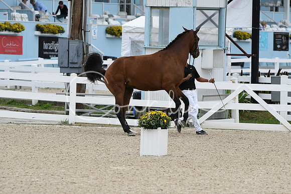HSM_2028