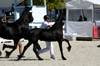 HSM_4695