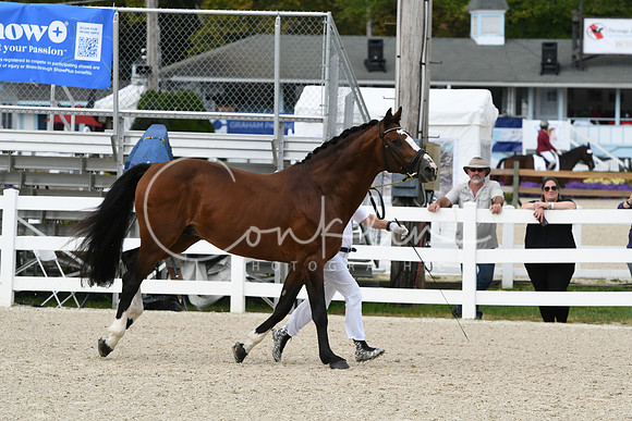 HSM_1446