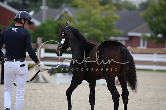 795A1954