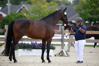 7 WINHORSES FLAUBERT